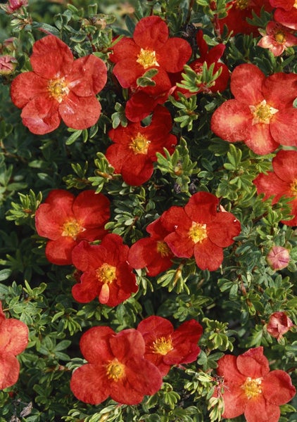 Potentilla 'rot', Fingerstrauch, ca. 9x9 cm Topf