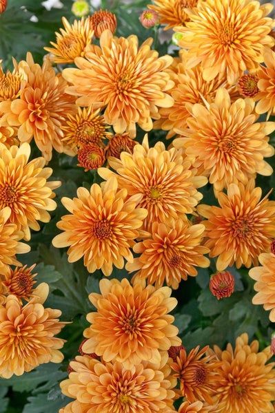 Nahaufnahme von orangefarbenen Chrysanthemenblüten