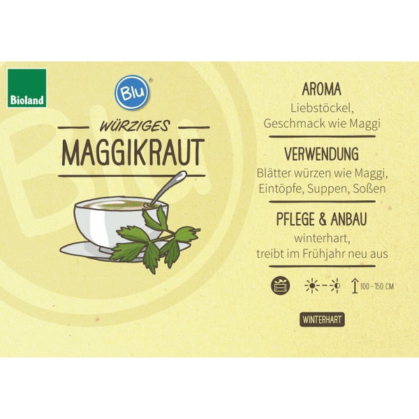 Maggikraut - Liebstöckel in BIO-Qualität - Levisticum officinale - Kräuterpflanze im 12cm Topf