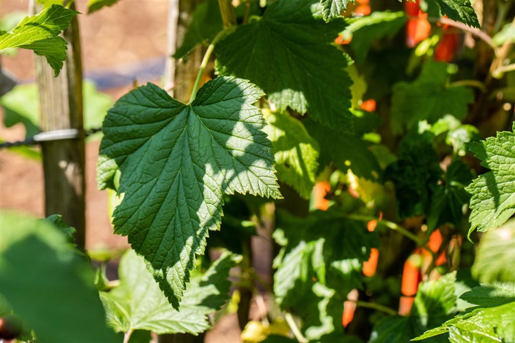 Ribes x nidigrolaria, Jostabeere, 40–60 cm