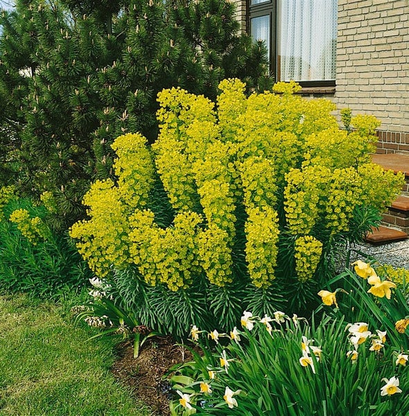 Euphorbia characias char.'Humpty Dumpty', Wolfsmilch, ca. 11x11 cm Topf