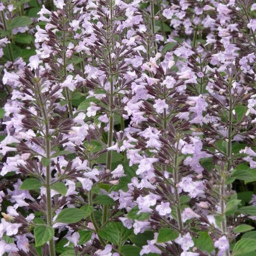 Nahaufnahme von Katzenminze mit kleinen Blüten
