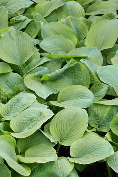 Hosta plantaginea 'Guacamole', Duftende Funkie, ca. 11x11 cm Topf