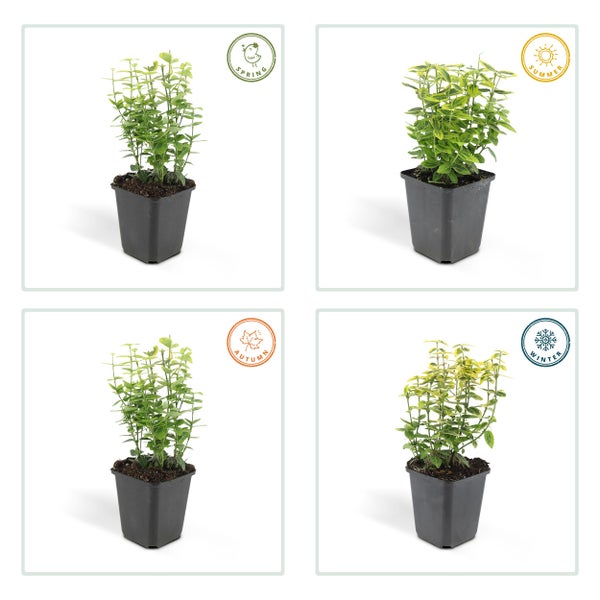 Bodendecker - Kriechspindel - Euonymus fortunei 'Emerald Gold' - 9cm Topf - Set mit 6 Pflanzen