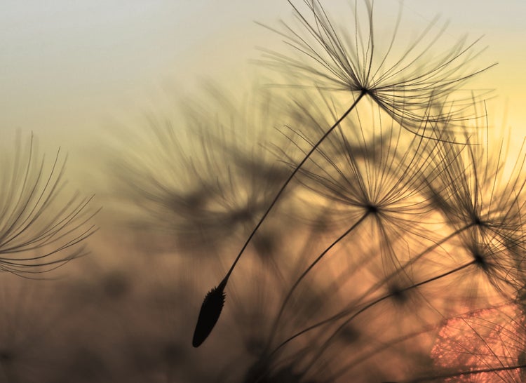 Nahaufnahme von Pusteblumen-Samen mit filigranen Schirmchen im weichen Licht.