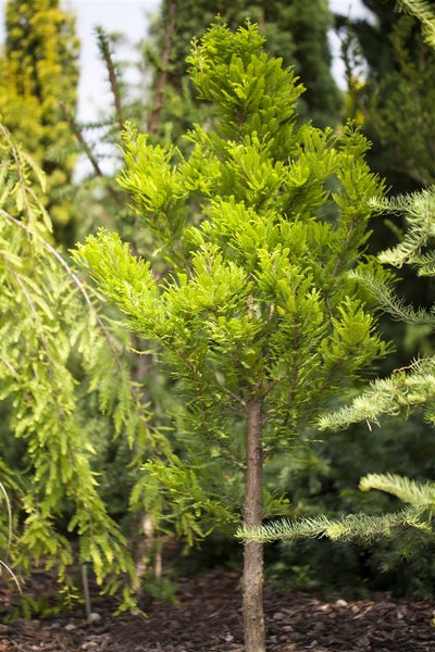 Taxodium distichum 'Peve Minaret', Sumpfzypresse, kompakt, 50–60 cm