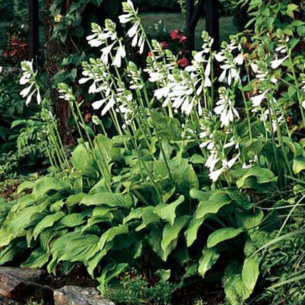 Funkien mit weißen Blüten im Garten.