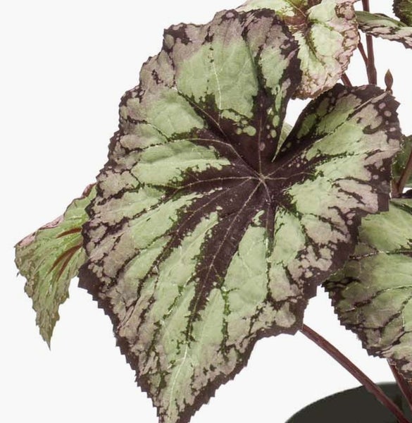 Detailansicht eines Begonia Rex Blattes mit markanter Blattzeichnung und dunklem Rand.