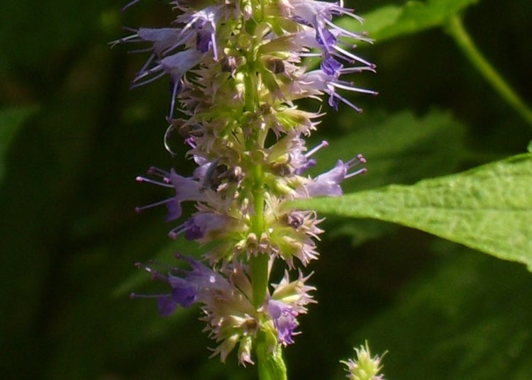 SAFLAX Garden to go - Koreanische Minze - Agastache rugosa - 1200 Samen - Mit Topf, Klima - Deckel und Anzuchtsubstrat