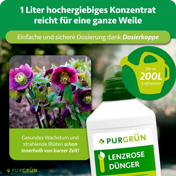 Infografik für Purgrün Lenzrose Dünger mit Flasche, blühenden Lenzrosen und Hinweis auf Ergiebigkeit für circa 200 Liter Gießwasser. Purgrün Logo.