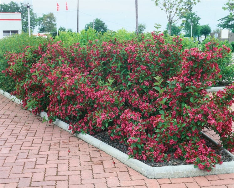 Weigela 'All Summer Red', Weigelie, rot, 30–40 cm