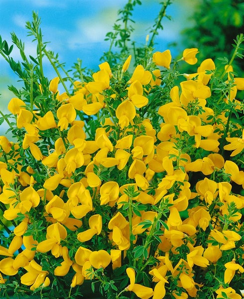 Cytisus scoparius 'Lunagold', Besenginster, goldgelb, 60–80 cm