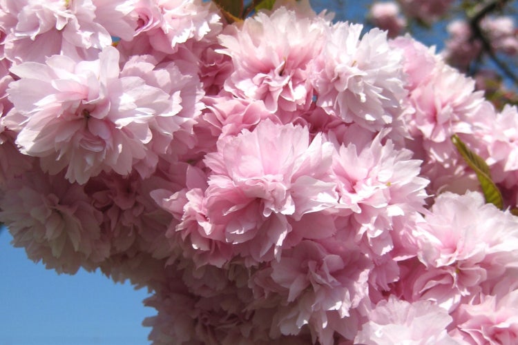 SAFLAX Garden in the bag - Japanische Blütenkirsche - Prunus serrulata - 30 Samen - Mit Anzuchtsubstrat im praktischen, selbst aufstellenden Beutel