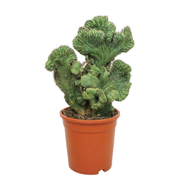 Kreissägeblattdurchmesser 210 Millimeter