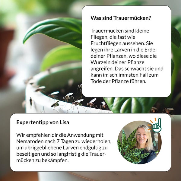 Starterset Trauermücken Adé: Nematoden und Gelbtafeln