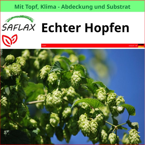 Echter Hopfen im Topf mit Klimaabdeckung und Substrat