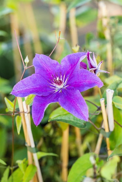 Clematis Hybride 'The President', Waldrebe, blauviolett, 100–150 cm