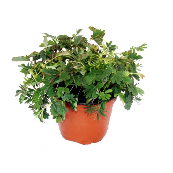 Mimose Rühr-Mich-Nicht-An - Die Pflanze, die auf Berührung reagiert - 9cm Topf