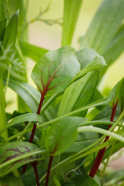 Rumex sanguineus, Blutampfer, dekoratives Laub, ca. 9x9 cm Topf