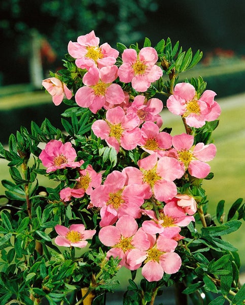 Potentilla 'Rosa', Fingerstrauch, rosa Blüten, ca. 9x9 cm Topf