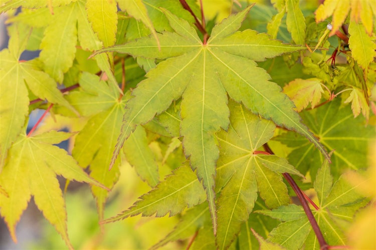 Acer palmatum 'Sangokaku', Japanischer Ahorn, korallenrote Rinde, 125–150 cm