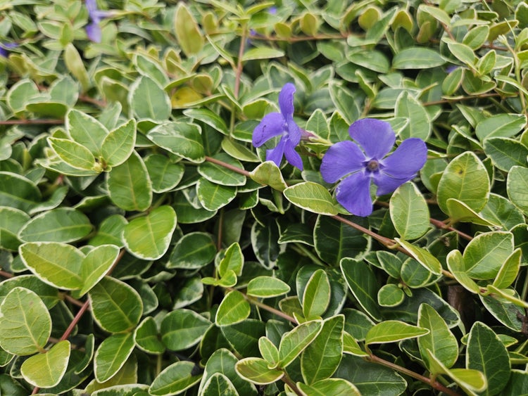 Kleines Immergrün Vinca minor Variegata mit violetten Blüten und weißbuntem Laub, Bodendecker für den Garten.