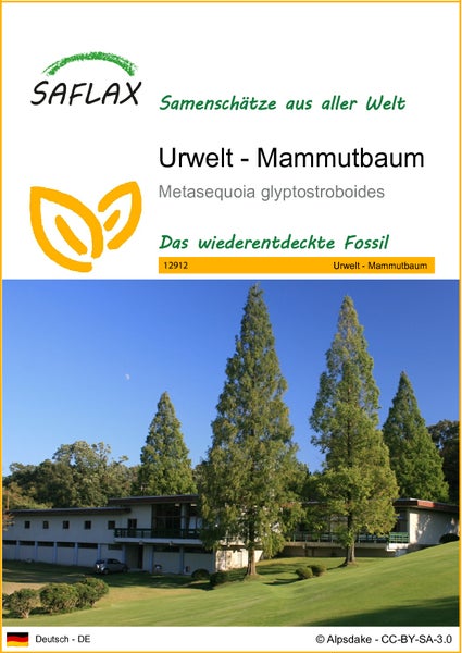 SAFLAX  - Urwelt - Mammutbaum - Metasequoia glyptostroboides - 60 Samen