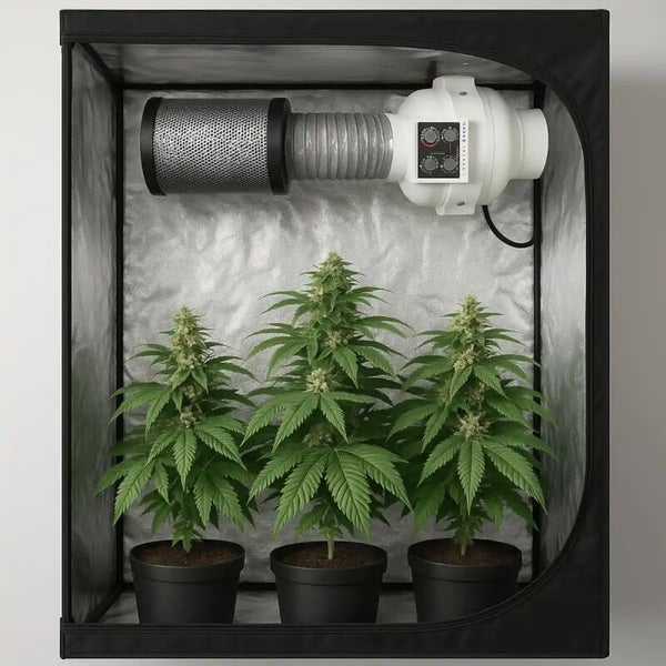 Growbox mit drei Hanfpflanzen in Töpfen, ausgestattet mit einem Abluftsystem mit Aktivkohlefilter und Ventilator.