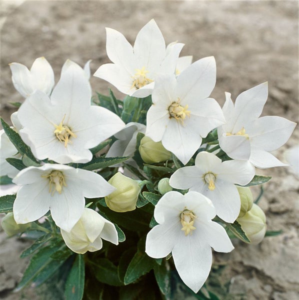 Platycodon grandiflorus 'Fuji White', Ballonblume, weiß, ca. 9x9 cm Topf