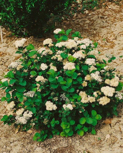 Spiraea betulifolia, Birkenblättrige Spiere, 40–60 cm