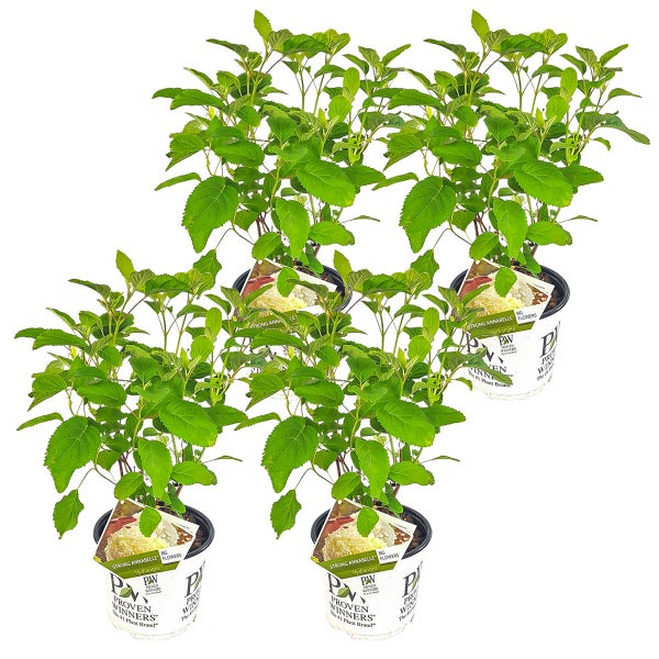 Bloomique - 4er-Set - Hydrangea Strong Annabelle - Hortensie - Weiß - Gartenpflanzen - Winterhart - 40-50 cm Hoch - Topf 19 cm
