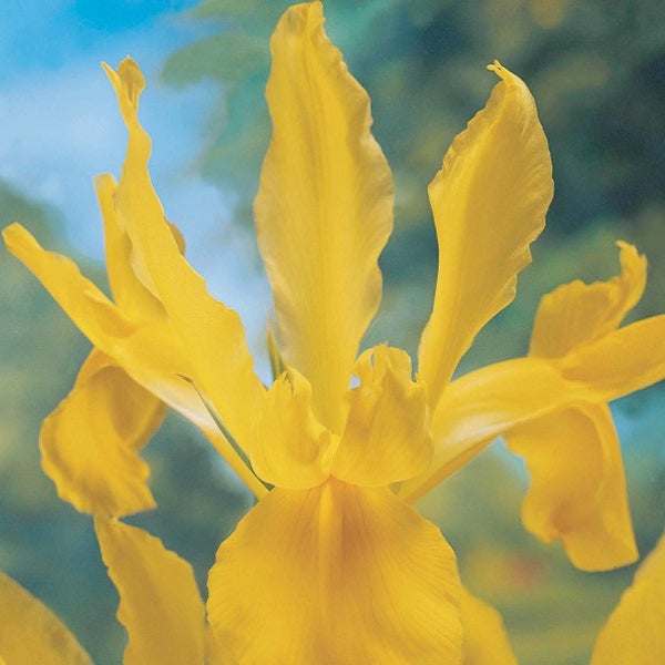 Gelbe Sumpf-Schwertlilie Blüte im Detail