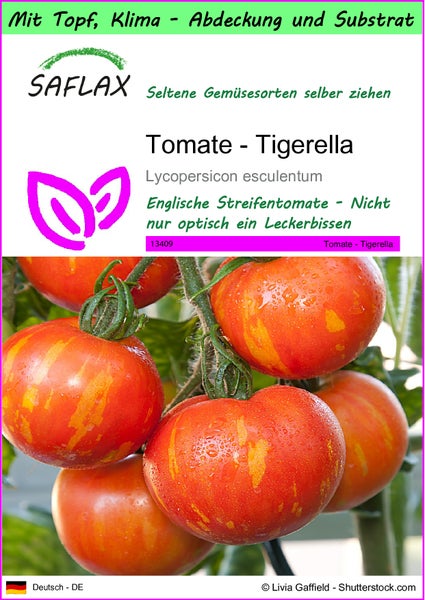 SAFLAX Garden to go - Tomate - Tigerella - Lycopersicon esculentum - 10 Samen - Mit Topf, Klima - Deckel und Anzuchtsubstrat