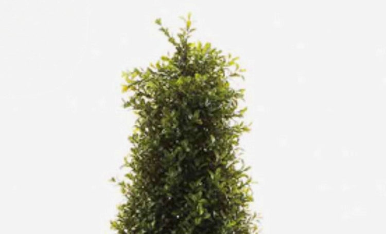Buchsbaum in Kegelform, immergrüne Gartenpflanze.