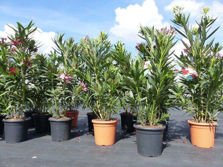 Mehrere Oleander-Pflanzen in verschiedenen Töpfen mit grünen Blättern und pinkfarbenen Blüten im Freien.