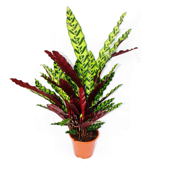 XXL-Schattenpflanze mit ausgefallenem Blattmuster - Calathea lancifolia - 17cm Topf - ca. 60-70cm hoch