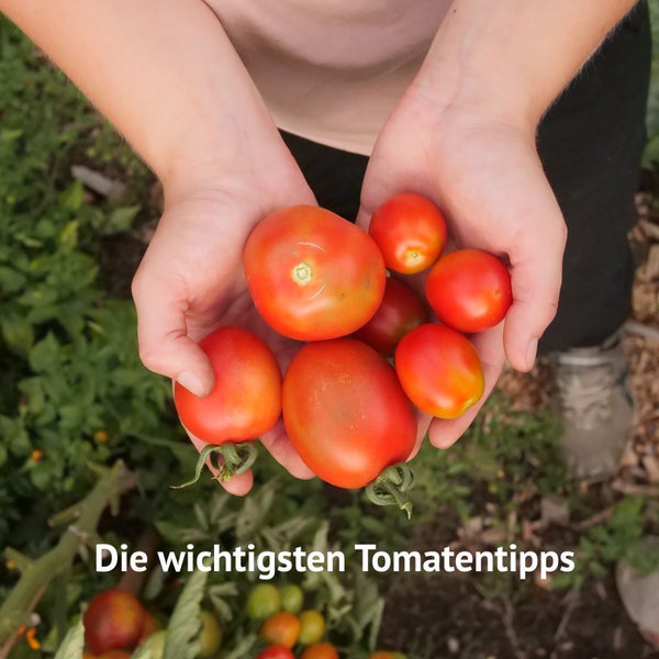 E-Book Tomaten erfolgreich anbauen, digitaler Beetplan, Pflanzplan, Anleitung, Selbstversorgung, Tomatenanzucht von Saatgut bis zur Ernte