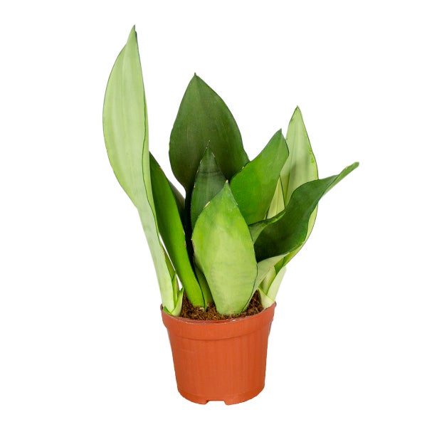 Sansevieria „Moonshine“ Pflegeleicht – ⌀12 – ↕45 cm