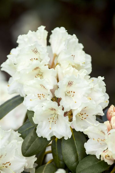 Rhododendron yakushimanum 'Schneekrone', weiß, 20–25 cm