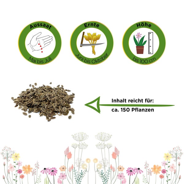 Dill Gewöhnlicher Samen von Deine Gartenwelt