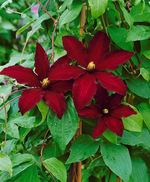 Clematis Hybride 'Niobe', Waldrebe, dunkelrot, 60–100 cm