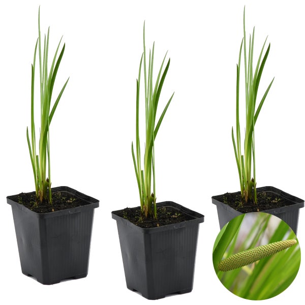 3x Acorus Calamus – Calamus – Teichpflanze – Pflegeleicht – Zone 2-3 – ⌀09cm – ↕10-20cm