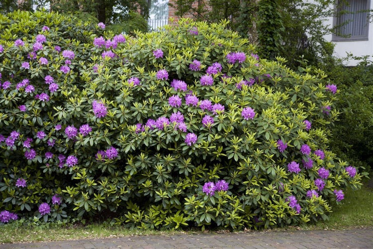 Rhododendron 'Catawbiense Grandiflorum', lila, 30–40 cm, INKARHO
