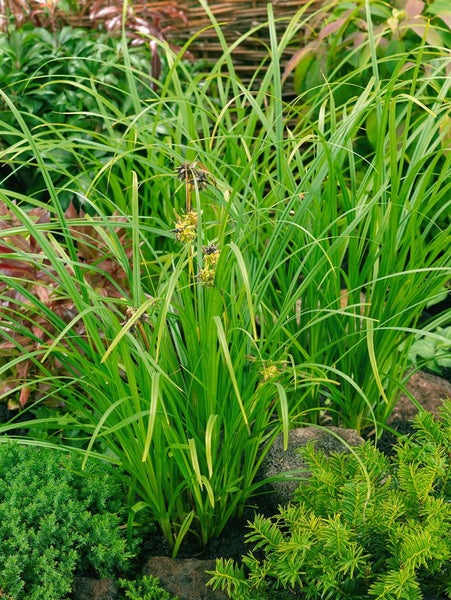 Carex grayi, Morgenstern-Segge, ca. 9x9 cm Topf