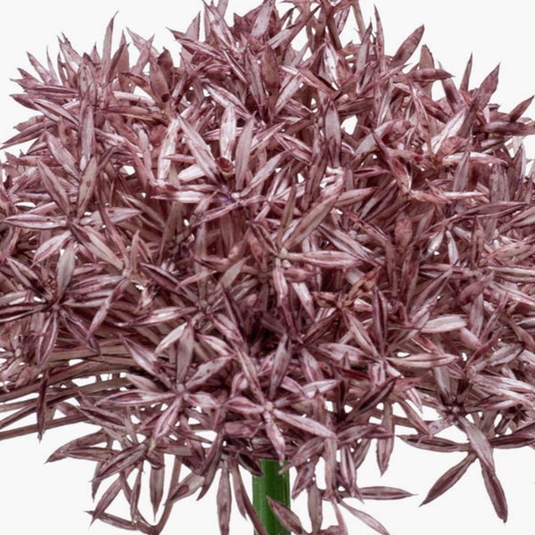 Nahaufnahme einer Allium Schubertii Blüte mit zahlreichen sternförmigen Einzelblüten.