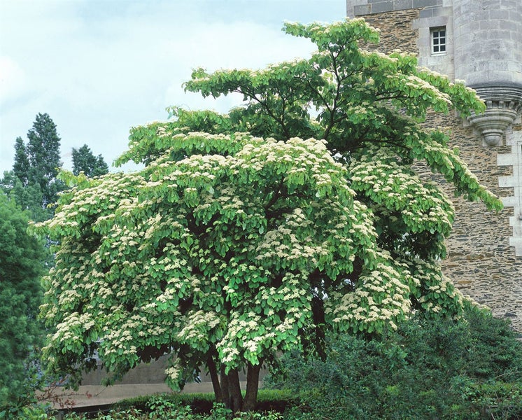 Blühender Blumenhartriegelbaum im Garten.