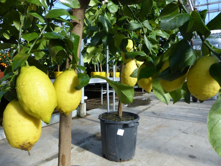 Zitrus Zitronenbaum Zitrone Citrus Limon Limone 180 - 220 cm Zitruspflanze