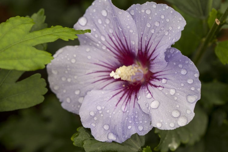 Hibiscus syriacus 'Marina', Gartenhibiskus, blau, 40–60 cm