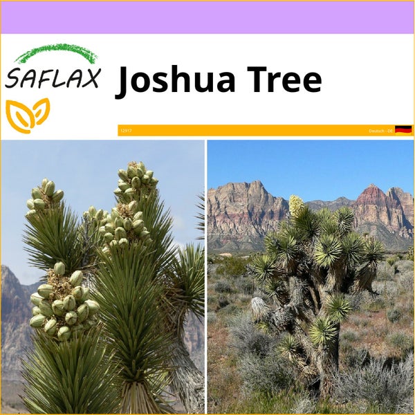 SAFLAX  - Joshua Tree - Yucca brevifolia - 10 Samen