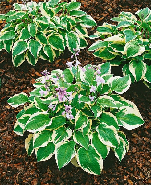 Hosta sieboldiana 'Wide Brim', Funkie, grün-gelb, 3-5 Liter Container